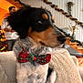 black_and_tan, bow_tie, christmas_tree, couch, cozy, decorations, dog, festive, fur, garland, holiday_decor, indoor, living_room, looking_away, person, pet, pillow, seated, stairs, white_fur
