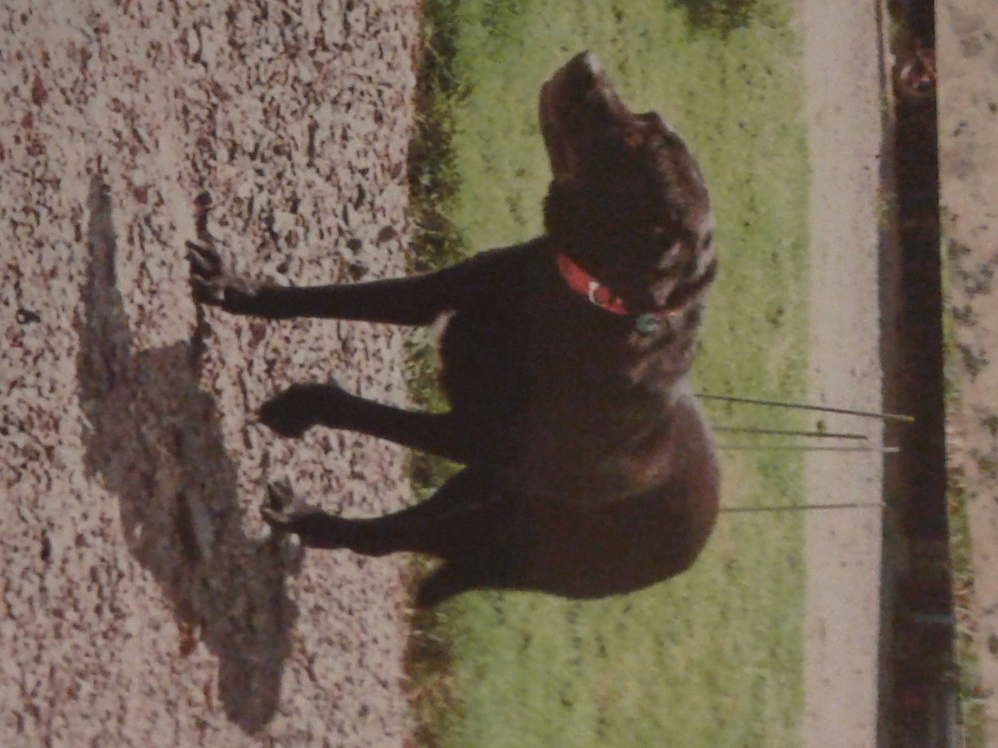 Anise a rejoint le concours — aidez-le/la à gagner de superbes lots ! carnivore, companion_dog, dog, dog_breed, dog_collar, felidae, fur, guard_dog, liver, non_sporting_group, shadow, small_to_medium_sized_cats, soil, sporting_group, tail, terrestrial_animal, tints_and_shades, wood, working_animal, working_dog