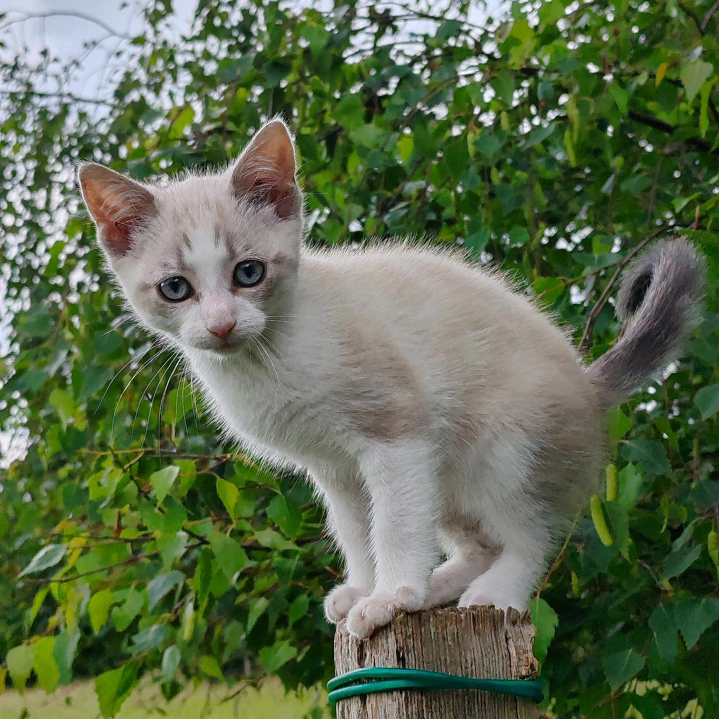 Cameron a rejoint le concours — aidez-le/la à gagner de superbes lots ! abyssinian, accessories, angora, animal, cat, ivy, kitten, manx, pet, plant, siamese, strap, tree, treestump, treetrunk, wood