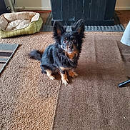 Rolo is registered to the contest to win money with this photo: alert, animal, black_dog, brown_tan_markings, carpet, companion, cute, dog, dog_bed, domestic, ears, floor, fur, furniture, home, indoor, looking_up, pet, sitting, small_dog