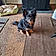 Rolo