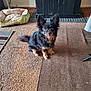 alert, animal, black_dog, brown_tan_markings, carpet, companion, cute, dog, dog_bed, domestic, ears, floor, fur, furniture, home, indoor, looking_up, pet, sitting, small_dog