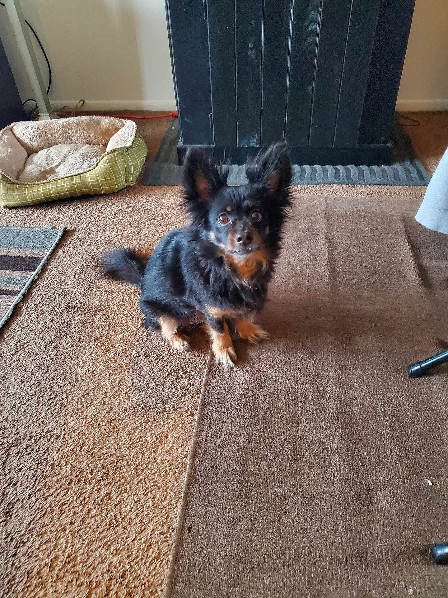 Rolo