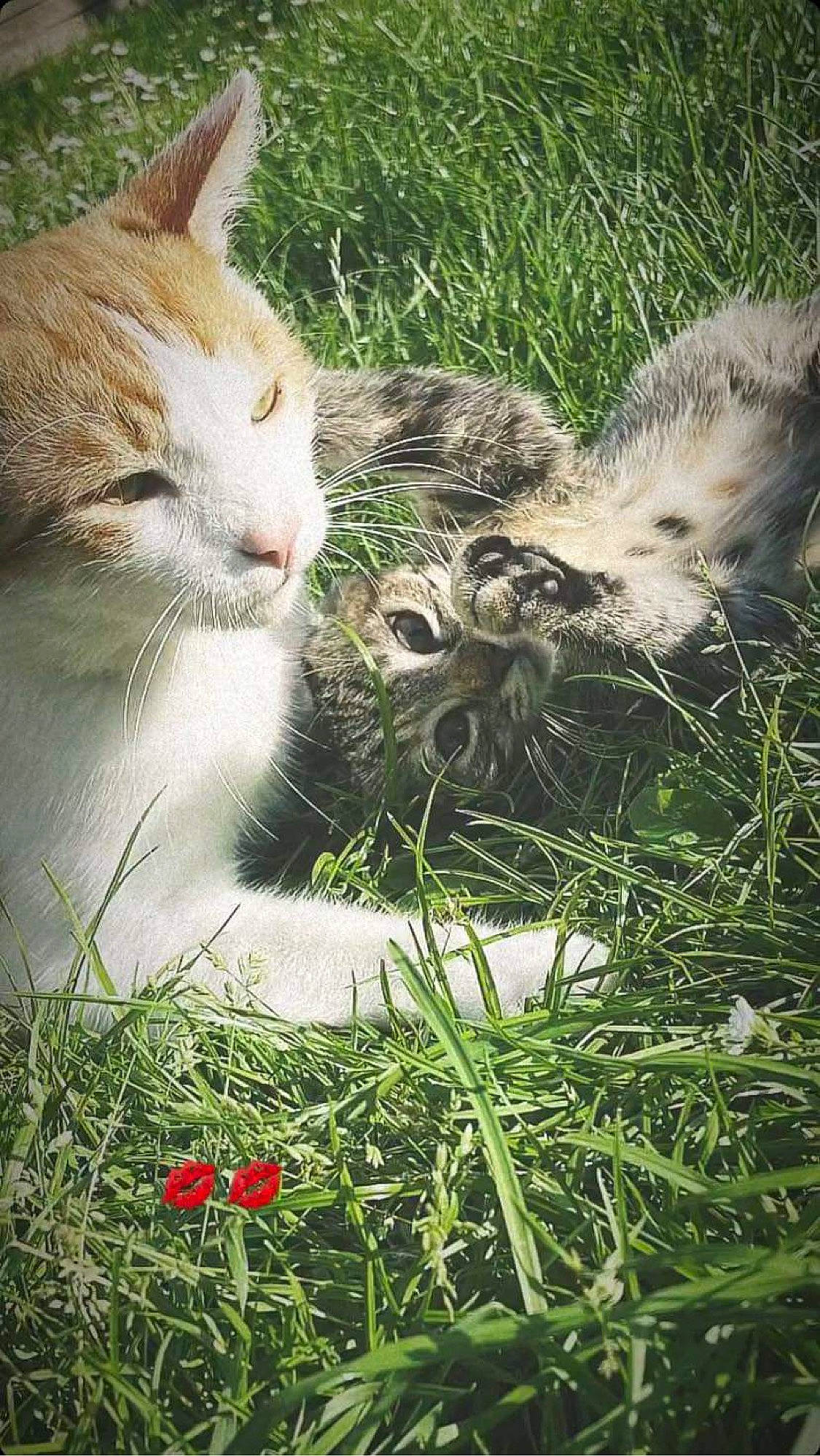 Lili a rejoint le concours — aidez-le/la à gagner de superbes lots ! carnivore, cat, domestic_short_haired_cat, fawn, felidae, fur, garden, grass, grass_family, grassland, groundcover, herb, paw, plant, small_to_medium_sized_cats, snout, tail, terrestrial_animal, whiskers, wildlife