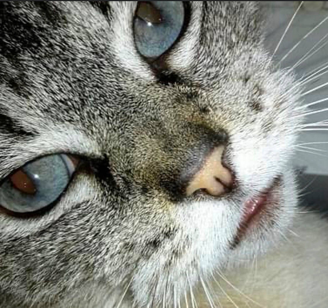 Lili participe au concours pour gagner de l'argent avec cette photo : carnivore, cat, close_up, comfort, domestic_short_haired_cat, felidae, fur, nap, paw, small_to_medium_sized_cats, snout, terrestrial_animal, whiskers, wildlife