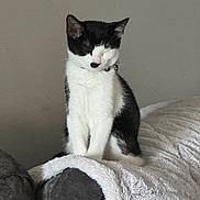 Zazu is registered to the contest to win money with this photo: animal, black_and_white, blanket, calm, cat, collar, couch, cozy, cute, domestic_animal, feline, fur, furniture, indoor, pet, relaxed, resting, sitting, soft, whiskers