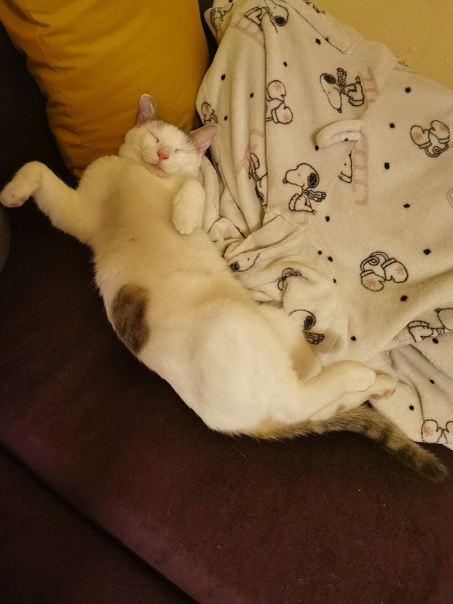 Ash participe au concours pour gagner de l'argent avec cette photo : bed, canidae, carnivore, cat, child, comfort, companion_dog, couch, dog_breed, domestic_short_haired_cat, fawn, felidae, fur, linens, paw, small_to_medium_sized_cats, snout, sporting_group, tail, whiskers