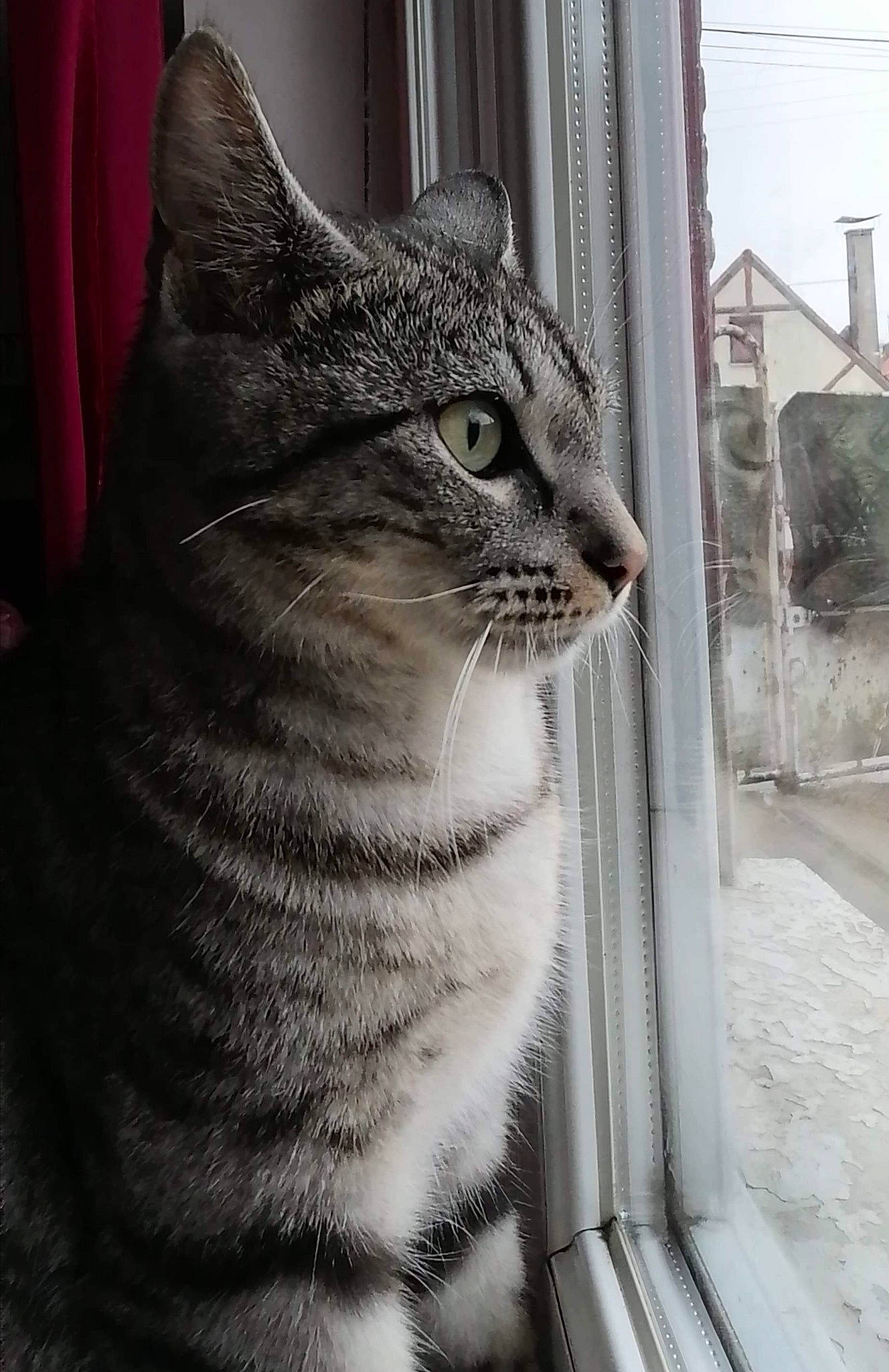 Pepsi participe au concours pour gagner de l'argent avec cette photo : aegean_cat, american_shorthair, american_wirehair, asian, black_and_white, california_spangled, carnivore, cat, domestic_short_haired_cat, dragon_li, european_shorthair, eye, felidae, fur, small_to_medium_sized_cats, snout, tabby_cat, whiskers, wild_cat, window