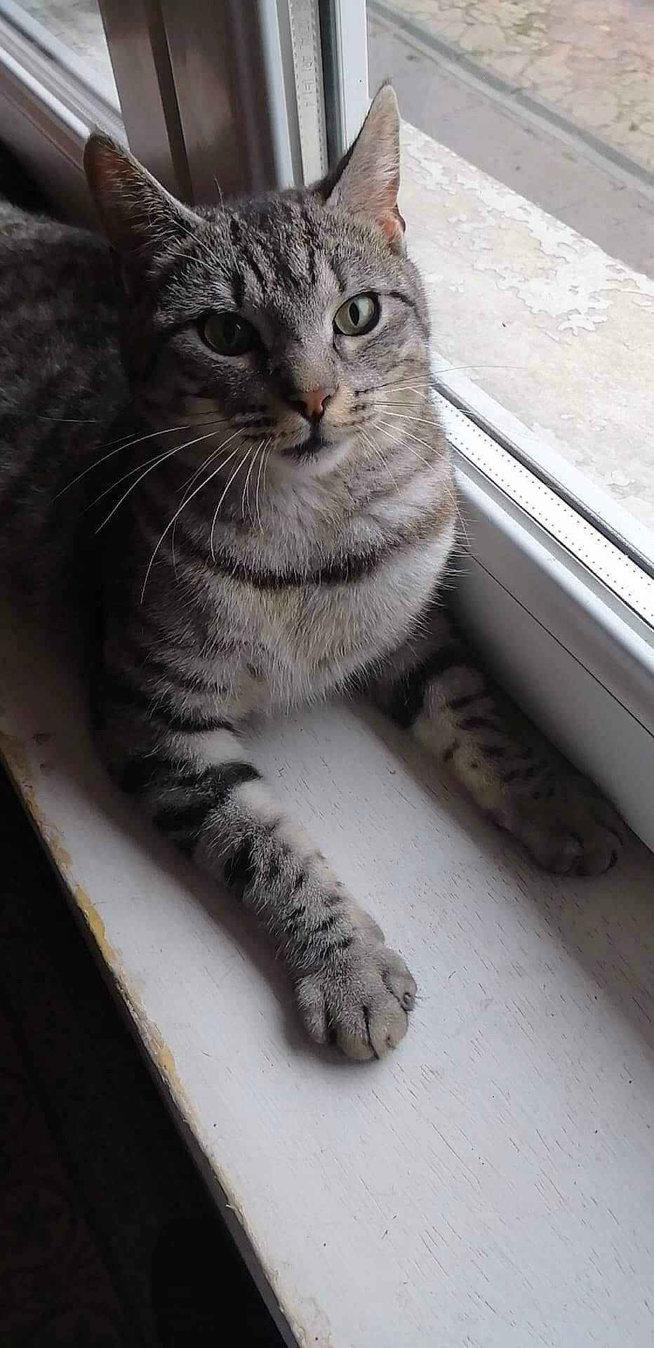 Pepsi a rejoint le concours — aidez-le/la à gagner de superbes lots ! aegean_cat, american_shorthair, asian, australian_mist, british_semi_longhair, california_spangled, carnivore, cat, domestic_short_haired_cat, dragon_li, egyptian_mau, european_shorthair, felidae, mammal, paw, polydactyl_cat, small_to_medium_sized_cats, snout, tabby_cat, whiskers