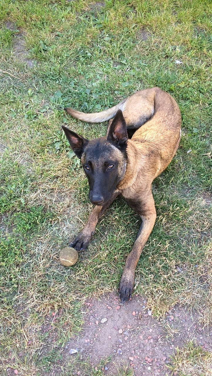 Naya participe au concours pour gagner de l'argent avec cette photo : belgian_shepherd_malinois, canidae, carnivore, dog, dog_breed, fawn, mammal, vertebrate