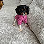 black_and_white, brown_spots, companion, couch, cozy, cute, dog, domestic_animal, fur, home, indoor, living_room, pet, pink_clothing, puppy, sitting, small_dog, sweater, texture, young_dog