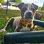 puppy, dog, yellow_collar, grass, fence, outdoor, pet, canine, animal, young_dog, daylight, sky, clouds, background_blur, curious, lying_down, collar, yard, nature, domestic_animal