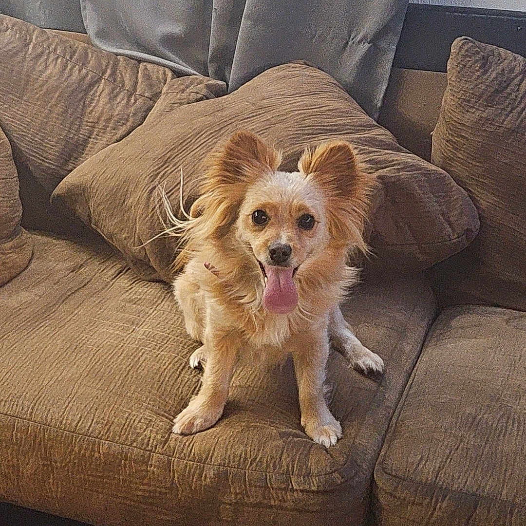 Coco joined the competition — help win amazing prizes! animal, architecture, armchair, building, canine, chair, chihuahua, cockerspaniel, couch, cushion, dog, furniture, homedecor, indoors, linen, livingroom, papillon, pet, puppy, room