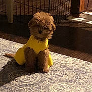 Tessa is registered to the contest to win money with this photo: dog, puppy, yellow_clothing, rug, indoor, pet_gate, wooden_floor, small_dog, fluffy, sunlight, shadow, cozy, furniture, patterned_rug, cute, animal, sitting, pet, domestic, brown_dog
