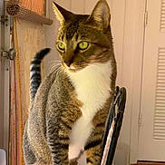 Rocket Man is registered to the contest to win money with this photo: cat, tabby_cat, white_chest, striped_fur, green_eyes, sitting, indoors, chair, home, room, door, window_blinds, warm_lighting, portrait, pet, animal, upright_posture, long_tail, focused_gaze, cozy_background