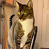 cat, tabby_cat, white_chest, striped_fur, green_eyes, sitting, indoors, chair, home, room, door, window_blinds, warm_lighting, portrait, pet, animal, upright_posture, long_tail, focused_gaze, cozy_background