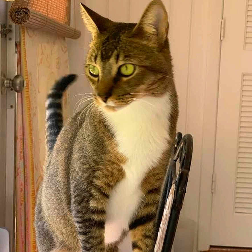 Rocket Man is registered to the contest to win money with this photo: cat, tabby_cat, white_chest, striped_fur, green_eyes, sitting, indoors, chair, home, room, door, window_blinds, warm_lighting, portrait, pet, animal, upright_posture, long_tail, focused_gaze, cozy_background