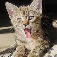 Gamora a rejoint le concours — aidez-le/la à gagner de superbes lots ! cat, kitten, tabby, tongue_out, indoor, sunlight, rug, patterned_rug, whiskers, ears, paws, cute, pet, feline, animal, closeup, young, fur, relaxed, home