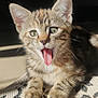 animal, cat, closeup, cute, ears, feline, fur, home, indoor, kitten, patterned_rug, paws, pet, relaxed, rug, sunlight, tabby, tongue_out, whiskers, young