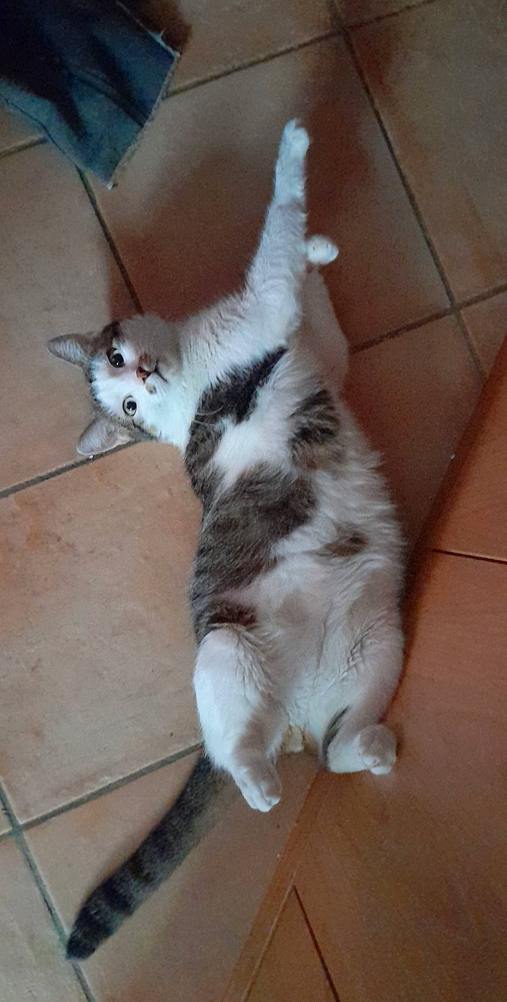 Polochon participe au concours pour gagner de l'argent avec cette photo : carnivore, cat, claw, comfort, dog_breed, domestic_short_haired_cat, felidae, floor, flooring, foot, fur, hardwood, paw, small_to_medium_sized_cats, snout, tail, terrestrial_animal, tile_flooring, whiskers