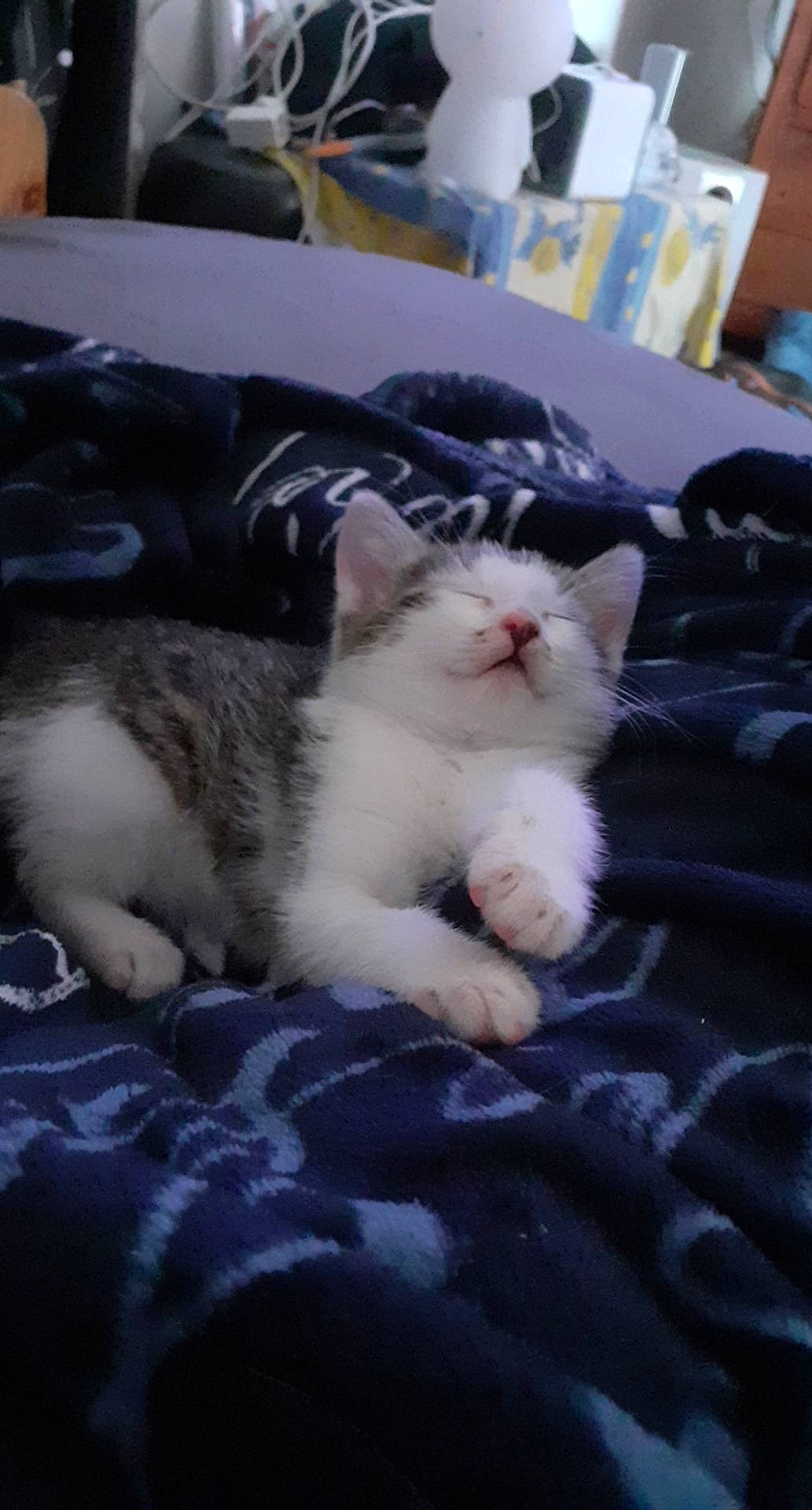 Polochon a rejoint le concours — aidez-le/la à gagner de superbes lots ! carnivore, cat, claw, comfort, domestic_short_haired_cat, felidae, foot, fur, nap, paw, small_to_medium_sized_cats, snout, tail, whiskers