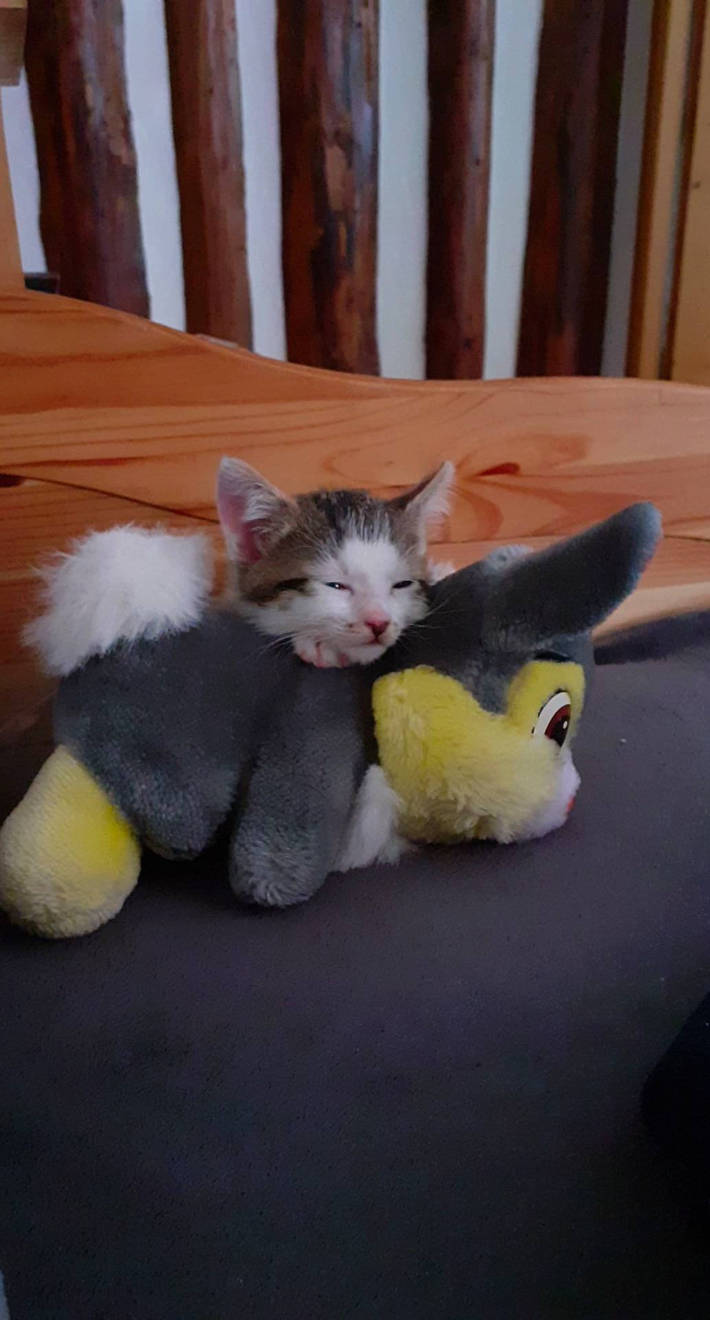 Polochon participe au concours pour gagner de l'argent avec cette photo : canidae, carnivore, cat, cat_toy, comfort, domestic_short_haired_cat, fawn, felidae, foot, gesture, grey, mammal, paw, small_to_medium_sized_cats, snout, tail, toy, vertebrate, whiskers, wood