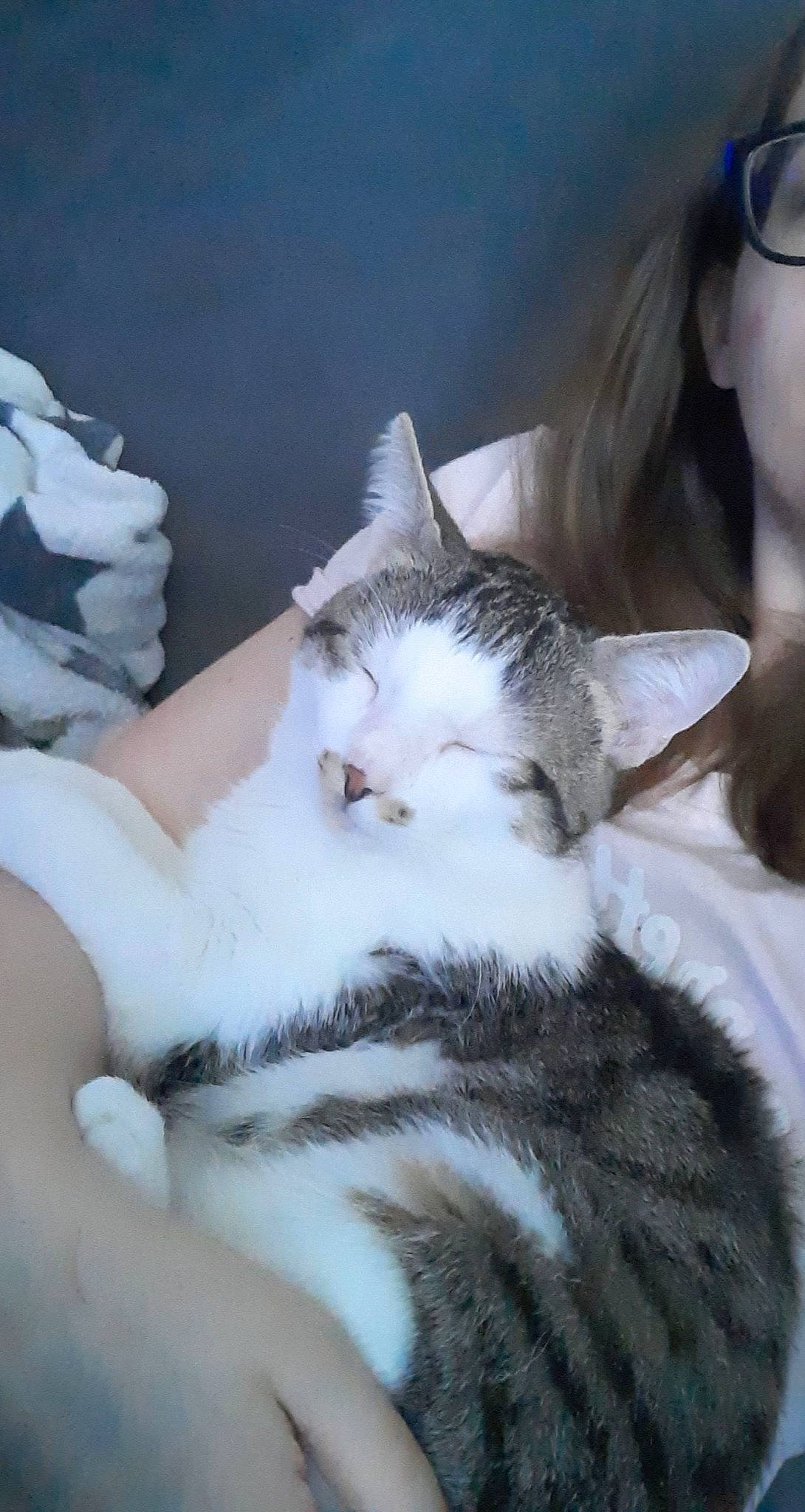 Polochon participe au concours pour gagner de l'argent avec cette photo : carnivore, cat, claw, comfort, domestic_short_haired_cat, eyewear, fawn, felidae, fur, iris, leg, paw, plant, sitting, small_to_medium_sized_cats, snout, tail, tree, vision_care, whiskers