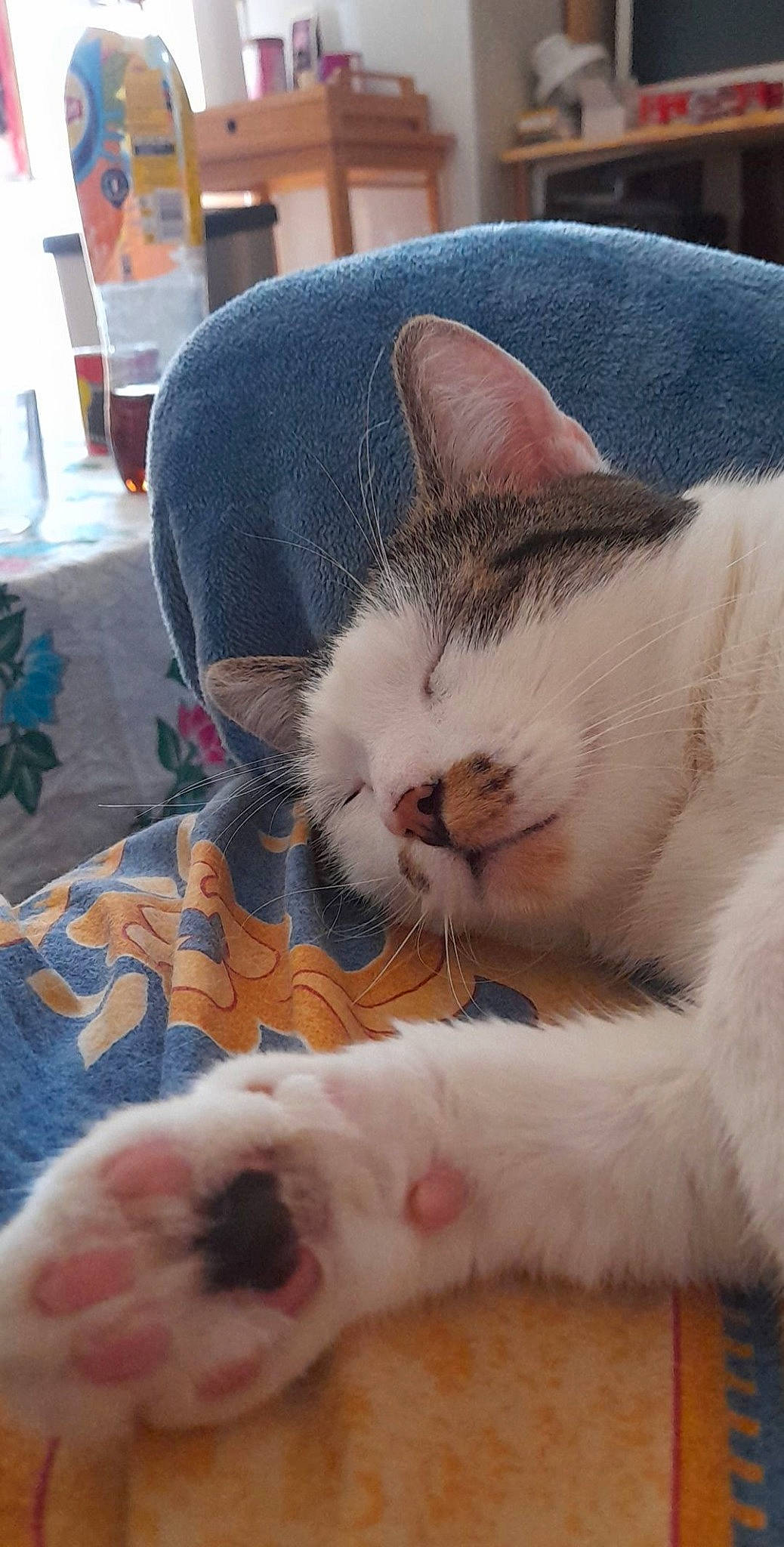 Polochon participe au concours pour gagner de l'argent avec cette photo : animal_shelter, carnivore, cat, claw, comfort, domestic_short_haired_cat, eye, fawn, felidae, foot, fur, lap, mammal, nap, paw, small_to_medium_sized_cats, snout, tail, vertebrate, whiskers