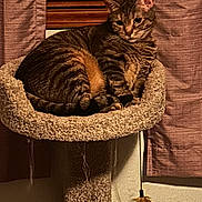 Chloe is registered to the contest to win money with this photo: cat, tabby, cat_tree, feather_toy, indoor, curtains, pet, feline, striped_fur, cozy, relaxed, animal, household, mammal, fur, whiskers, ears, sitting, resting, domestic