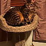 cat, tabby, cat_tree, feather_toy, indoor, curtains, pet, feline, striped_fur, cozy, relaxed, animal, household, mammal, fur, whiskers, ears, sitting, resting, domestic