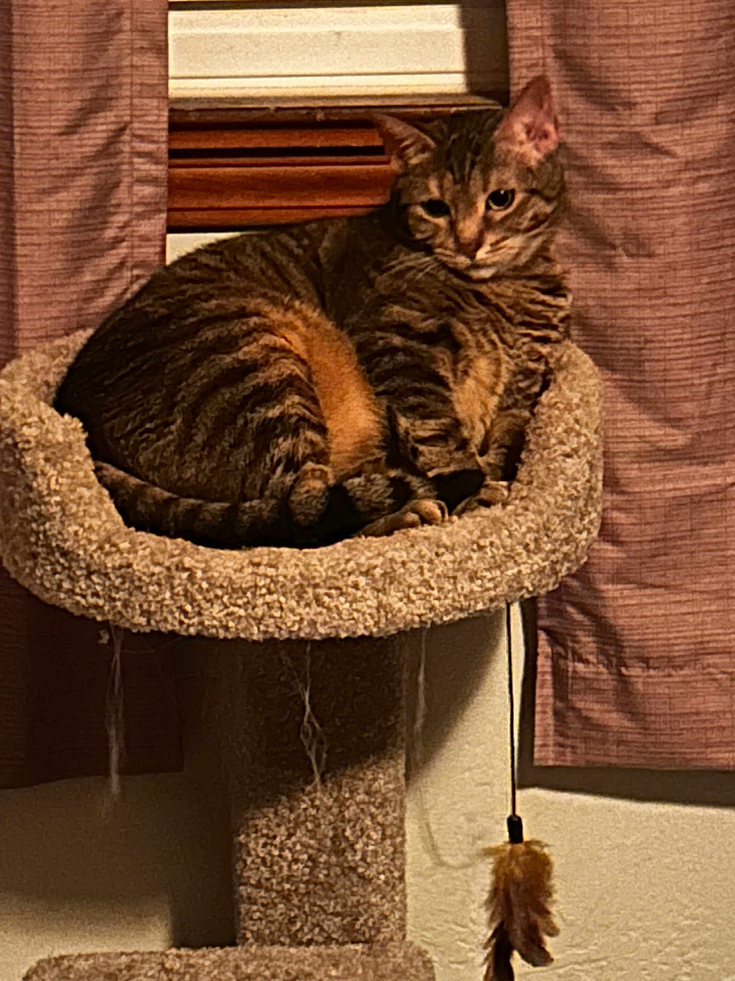 Chloe