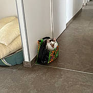 Polux participe au concours pour gagner de l'argent avec cette photo : animal, cat, colorful, cozy, curious, cushion, domestic, door, door_handle, feline, floor, hallway, household, indoor, pet_bed, quiet, resting, shopping_bag, tile_floor, white_wall