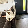 Polux a rejoint le concours — aidez-le/la à gagner de superbes lots ! animal, brown_couch, cat, couch, domestic, door, furniture, home, indoor, laptop, living_room, map, pet, relaxed, resting, sofa, tile_floor, wall, white_cat, window