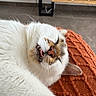 Polux a rejoint le concours — aidez-le/la à gagner de superbes lots ! black_markings, brown_markings, cat, close_up, cozy, cute, fur, home, indoor, knitted, nose, orange_blanket, paw, pet, relaxed, resting, sleeping, tongue_out, whiskers, white_fur