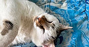 Polux a rejoint le concours — aidez-le/la à gagner de superbes lots ! animal, blanket, blue, cat, closeup, comfort, cute, domestic, ear, fur, human_hand, indoor, nose, pattern, paw, pet, relaxation, resting, sleeping, whiskers