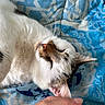 animal, blanket, blue, cat, closeup, comfort, cute, domestic, ear, fur, human_hand, indoor, nose, pattern, paw, pet, relaxation, resting, sleeping, whiskers