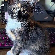Winnie is registered to the contest to win money with this photo: kitten, cat, tortoiseshell, fluffy, fur, whiskers, eyes, ears, paws, sitting, portrait, indoor, desk, keyboard, computer, technology, workspace, close_up, cute, สัต
