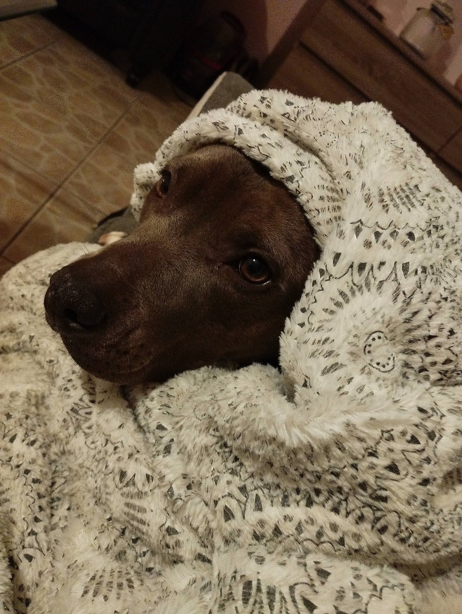 Nala a rejoint le concours — aidez-le/la à gagner de superbes lots ! art, canidae, carnivore, comfort, companion_dog, dog, dog_breed, fawn, flooring, fur, linens, metal, selfie, snout, sporting_group, terrestrial_animal, toy_dog, whiskers, woolen, working_animal