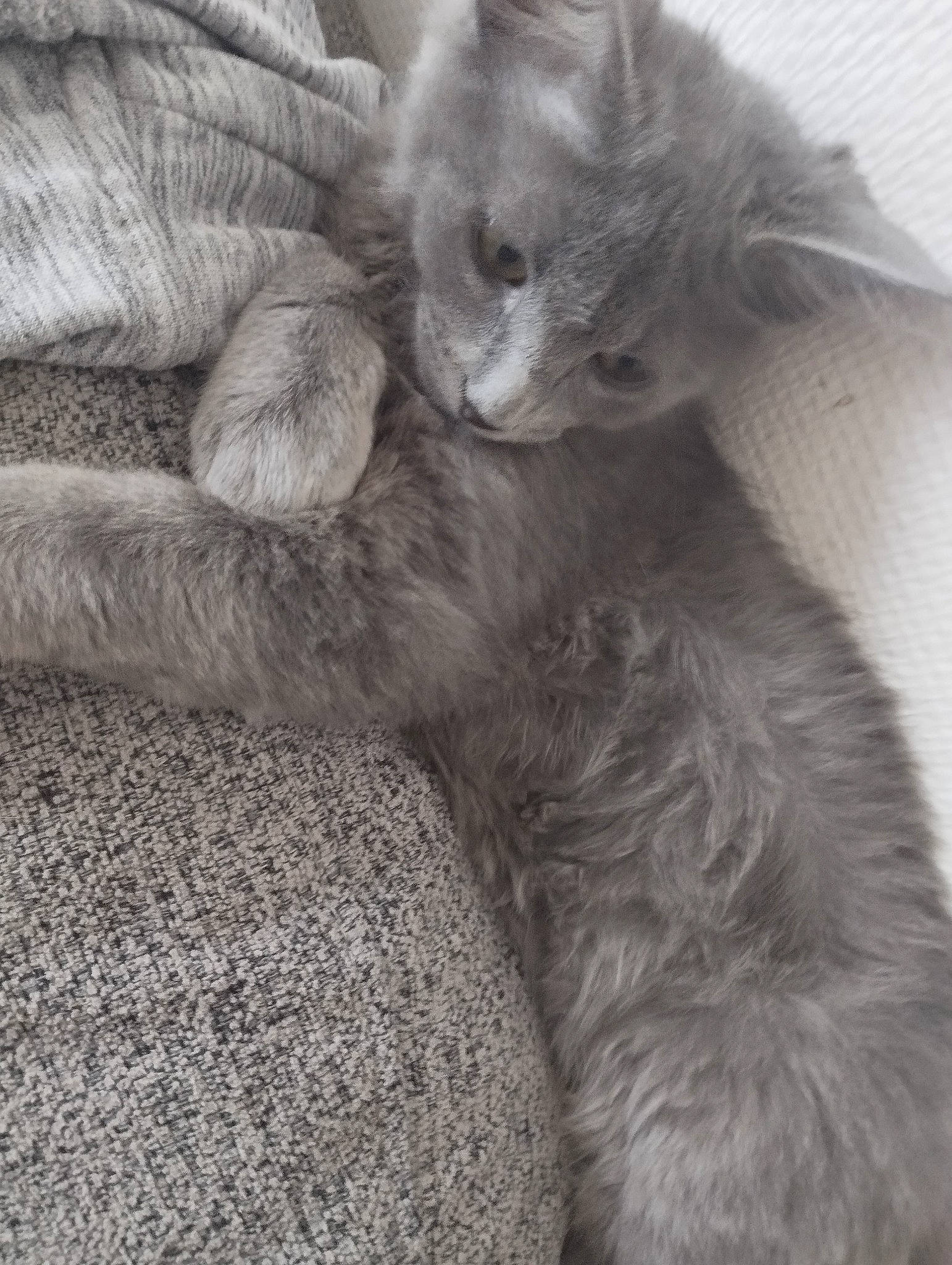 Many participe au concours pour gagner de l'argent avec cette photo : carnivore, cat, claw, comfort, domestic_short_haired_cat, felidae, fur, gesture, grey, monochrome, monochrome_photography, paw, russian_blue, small_to_medium_sized_cats, tail, whiskers