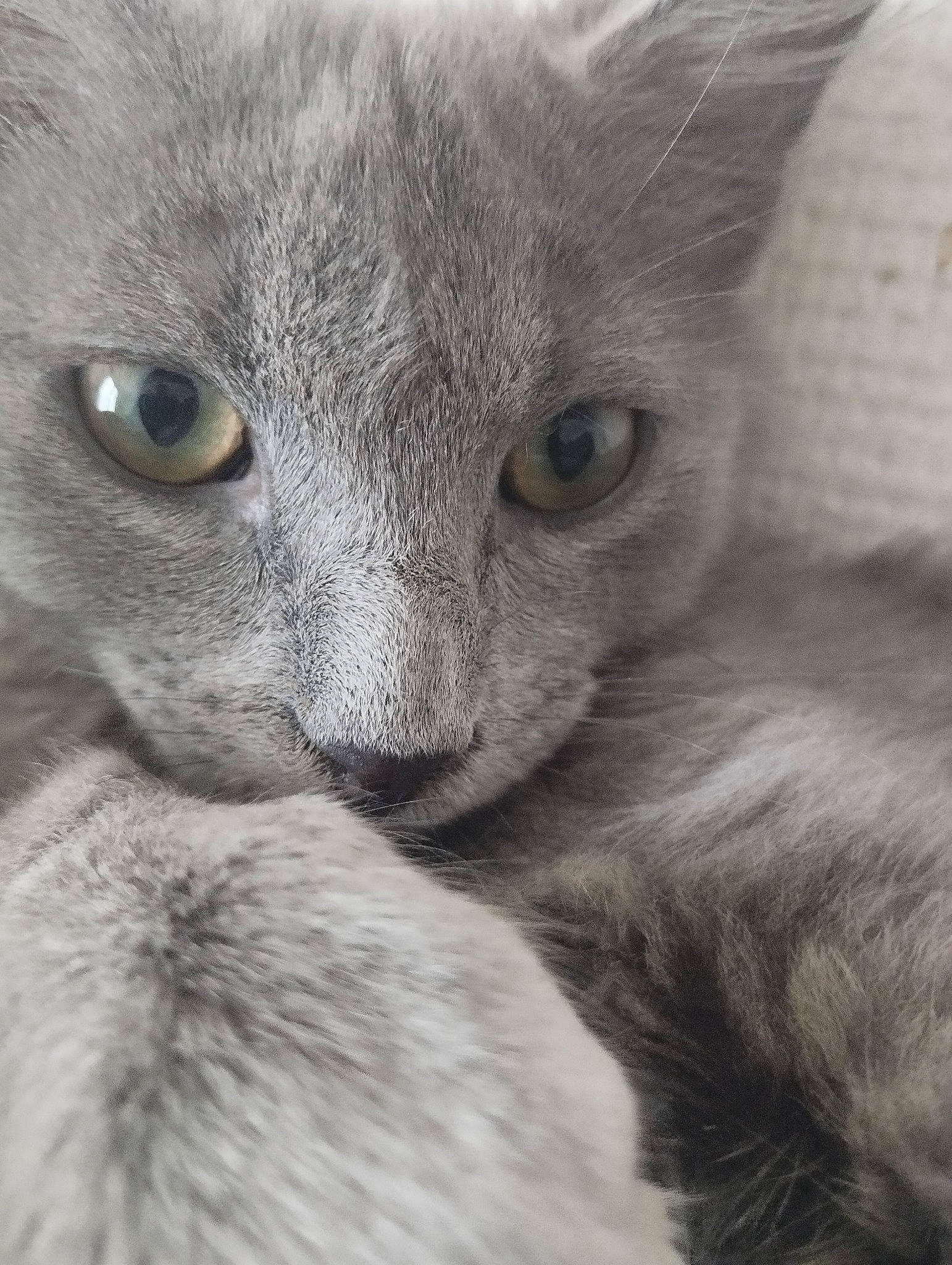 Many a rejoint le concours — aidez-le/la à gagner de superbes lots ! carnivore, cat, close_up, comfort, domestic_short_haired_cat, ear, eye, felidae, fur, grey, monochrome, monochrome_photography, russian_blue, small_to_medium_sized_cats, snout, terrestrial_animal, whiskers