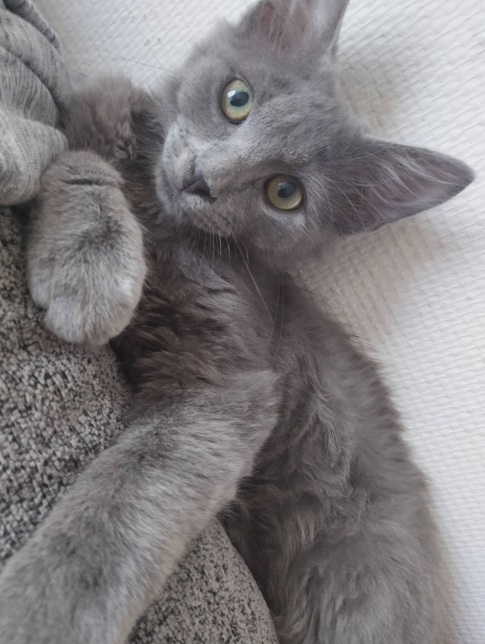 Many participe au concours pour gagner de l'argent avec cette photo : black_cat, carnivore, cat, cat_toy, claw, comfort, domestic_short_haired_cat, ear, eye, felidae, fur, gesture, grey, paw, russian_blue, small_to_medium_sized_cats, snout, tail, terrestrial_animal, whiskers