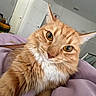 Venus joined the competition — help win amazing prizes! cat, orange_tabby, fluffy, close_up, indoor, blanket, purple_blanket, pet, feline, whiskers, ears, curious, amber_eyes, relaxed, cozy, bedroom, door, furniture, household, cute