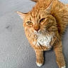 Venus is registered to the contest to win money with this photo: cat, orange_tabby, pet, animal, feline, whiskers, fur, golden_eyes, white_chest, paws, relaxed, laying_down, close_up, indoor, texture, gray_background, cute, curious, domestic_cat, mammal