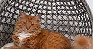 Venus joined the competition — help win amazing prizes! cat, orange_cat, fluffy_cat, pet, feline, chair, cushion, indoor, cozy, woven_chair, carpet, relaxed, domestic_cat, resting, home_interior, cute, animal, fur, tail, comfortable