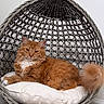 cat, orange_cat, fluffy_cat, pet, feline, chair, cushion, indoor, cozy, woven_chair, carpet, relaxed, domestic_cat, resting, home_interior, cute, animal, fur, tail, comfortable