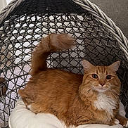Venus joined the competition — help win amazing prizes! cat, orange_cat, white_fur, fluffy, pet, indoor, cushion, woven_chair, furniture, relaxed, tail_up, looking, cozy, home, domestic_cat, resting, carpet, curious, cute, animal