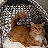 cat, orange_cat, white_fur, fluffy, pet, indoor, cushion, woven_chair, furniture, relaxed, tail_up, looking, cozy, home, domestic_cat, resting, carpet, curious, cute, animal