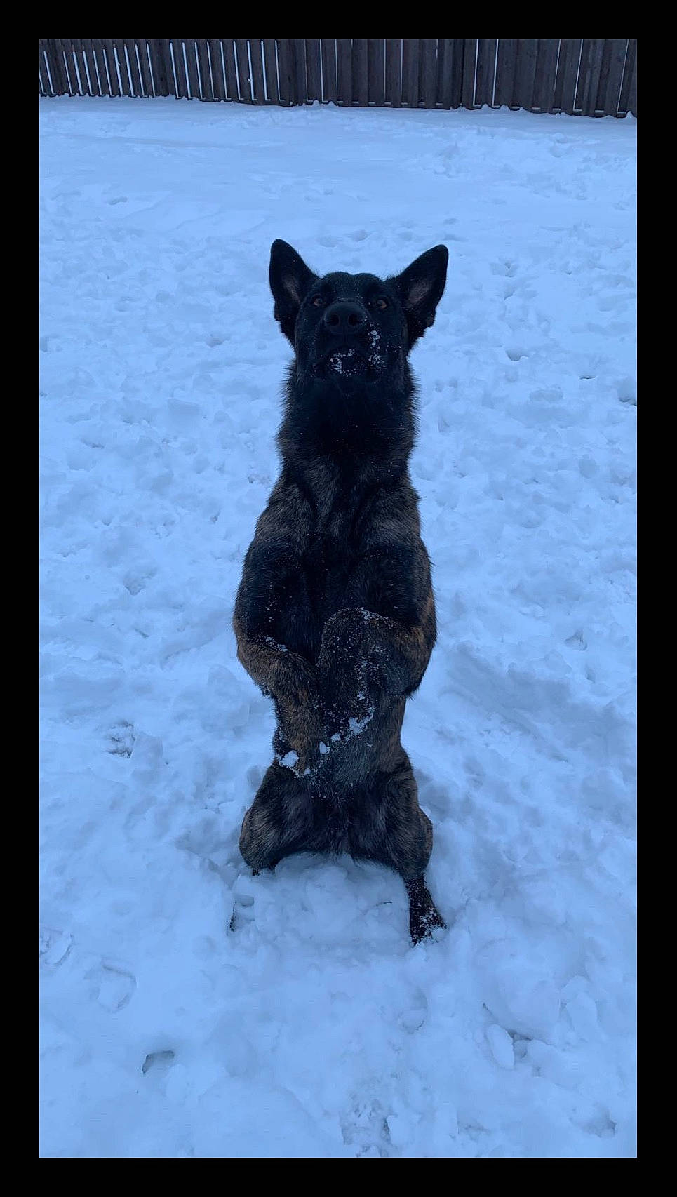 Cyrus joined the competition — help win amazing prizes! canidae, canis, carnivore, dog, dog_breed, electric_blue, freezing, fur, herding_dog, non_sporting_group, snout, snow, sporting_group, tail, terrestrial_animal, wildlife, winter, working_animal, working_dog