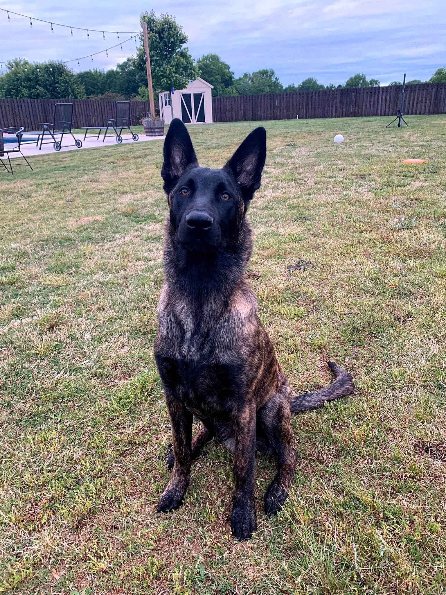 Cyrus is registered to the contest to win money with this photo: canidae, carnivore, cloud, companion_dog, dog, dog_breed, grass, grassland, guard_dog, herding_dog, liver, non_sporting_group, plant, sky, sporting_group, tail, terrestrial_animal, tree, working_animal, working_dog