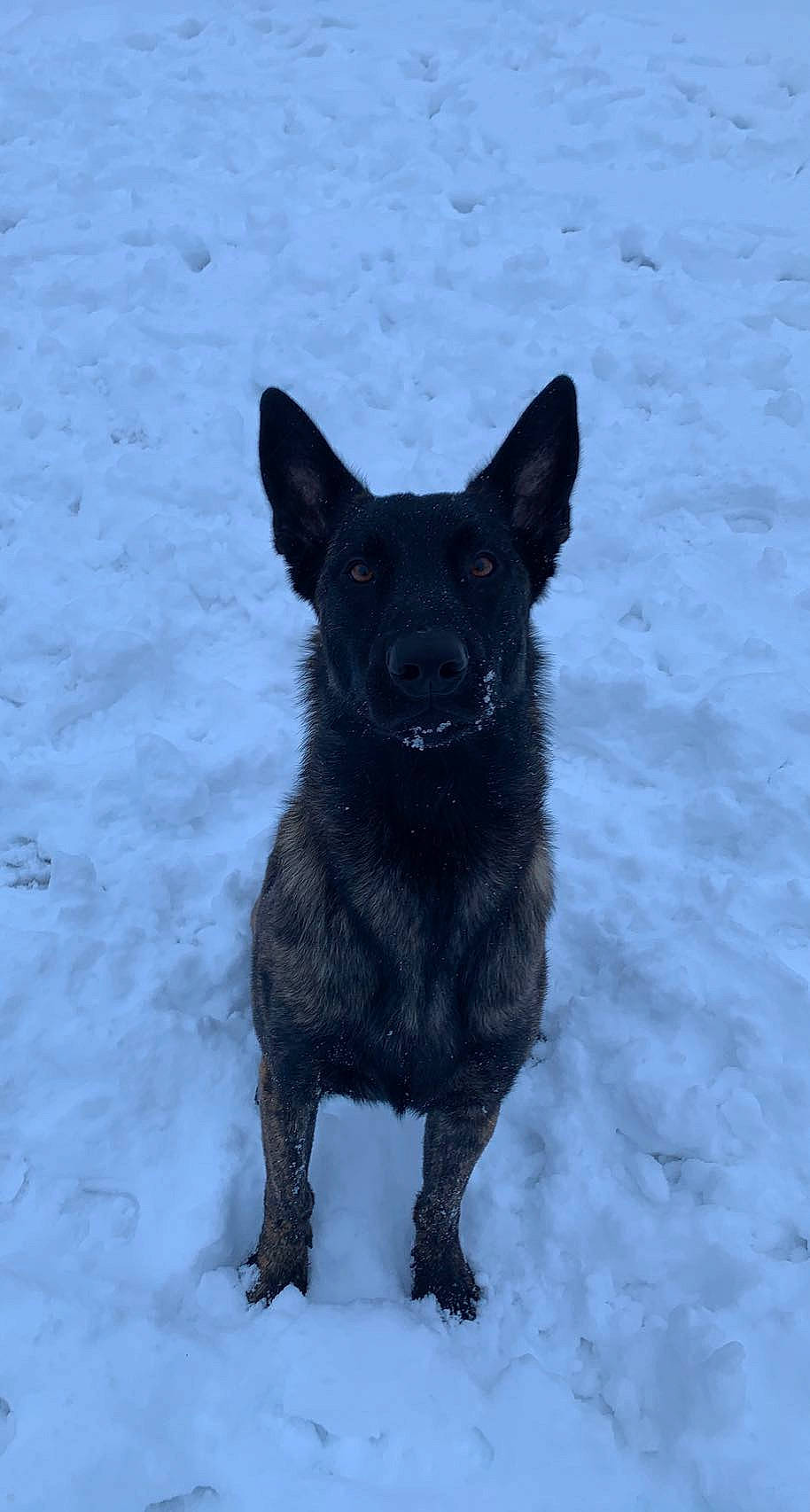 Cyrus joined the competition — help win amazing prizes! black_norwegian_elkhound, borador, canidae, carnivore, dog, dog_breed, electric_blue, freezing, fur, non_sporting_group, paw, snout, snow, sporting_group, tail, terrestrial_animal, whiskers, winter, working_animal, working_dog